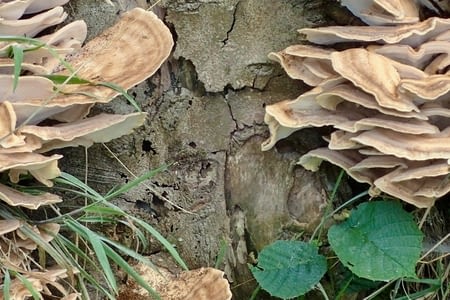 01.09 - 49 - Cany-Barville - Bordeaux-Saint-Clair