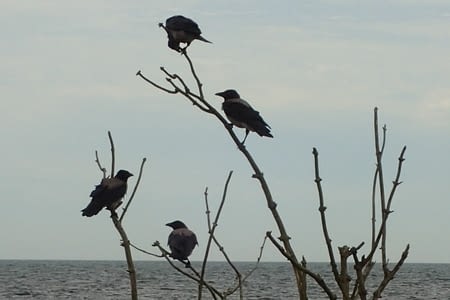 6-an de Julio - 6 juillet - 13 - Kabbarp - Trelleborg