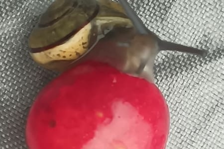 13-an de Julio - 13 juillet - 19 - Bökenäs - Ramdala