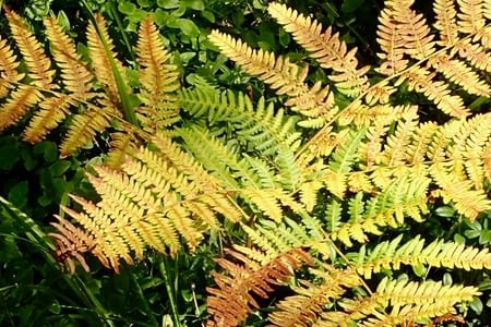 19-an de Juilio - 19 juillet - 24 - Figeholm - Ankarsrum