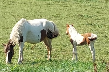 -> Saint-Jean-Pied-de-Port