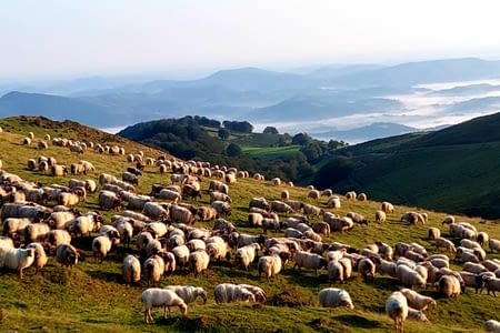 -> Roncevaux / Roncesvalles