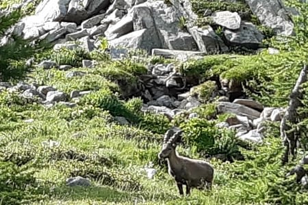 Etape 23 : Le Boréon - Refuge de Nice