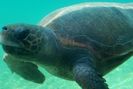 Jour 9 : refuge de tortues de mer, hell bourg, salazie
