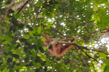 Jour 4 :trek dans la jungle à la découverte des Orang outans