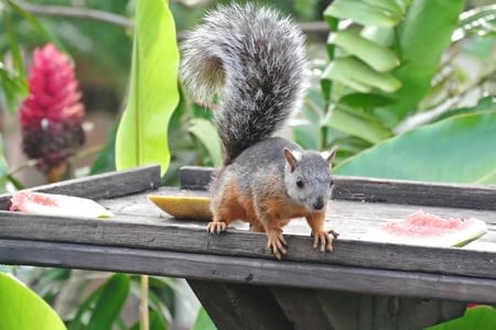 JOUR 7 : LAS HORNILLAS -LAGO ARENAL 