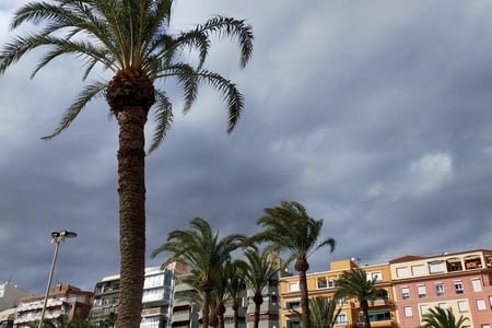 Des palmiers partout ! Alicante
