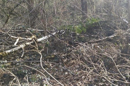 Les bois dans le Jura 3eme passage