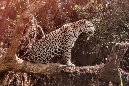 Nature et vie sauvage au Pantanal - Jours 3 et 4