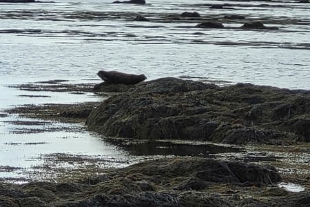 Jour 12 - Plage d'Ytri Tunga