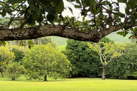 Visite de l'Habitation Clément