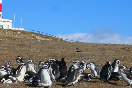 CHILI - Punta Arenas - Patagonie chiliène