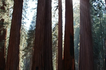 Les colosses du Sequoia National Park