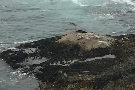 Point Lobos, les baleines et le tipi