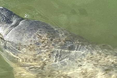 Les Everglades - De Flamingo à Shark Valley