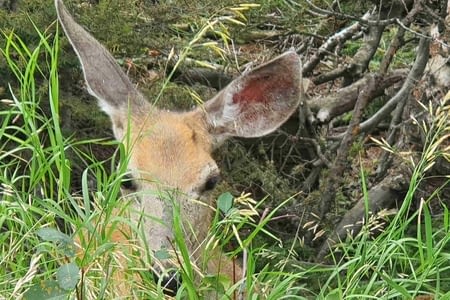 A travers le Montana