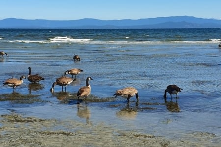 Qualicum Beach