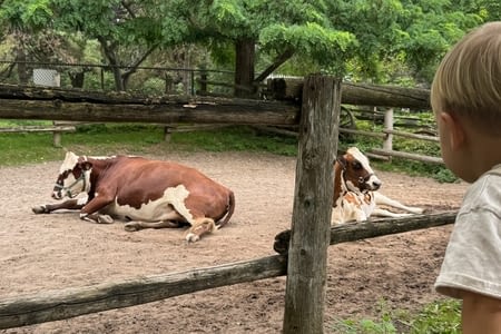 Jour 7 — Ferme, ratons laveurs et retour au festival