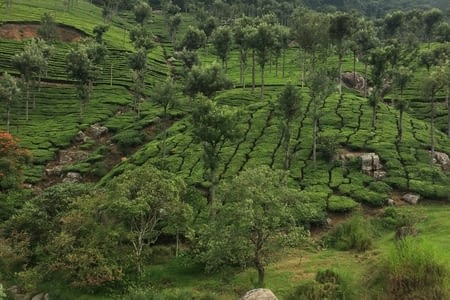 Munnar - La ville du thé