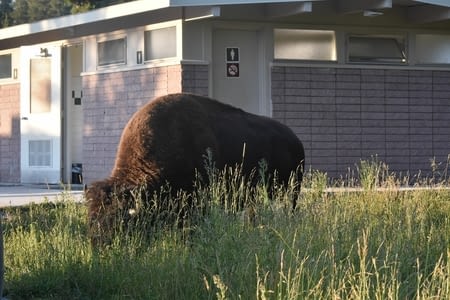 18 août : YellowStone - Cody