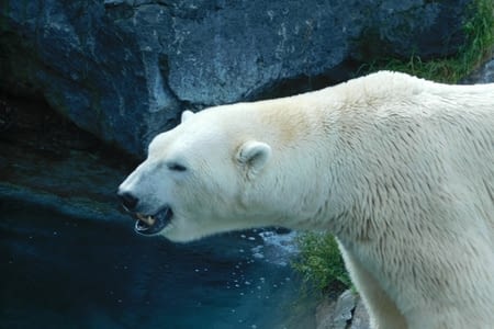 04/09/2017: Zoo Sauvage de Saint Félicien