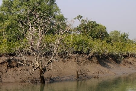 Dans les Sundarbans