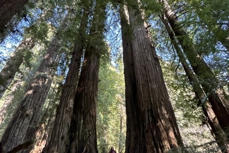Jour 17 : Redwood National Park