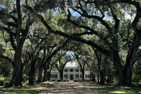 Jour 75 : Rosedown Plantation & Alligators