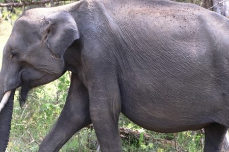Jour 12 - parc de Yala