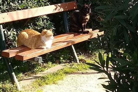 Vaisselle et marchés de légumes