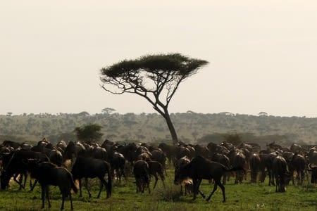 Serengeti partie 1