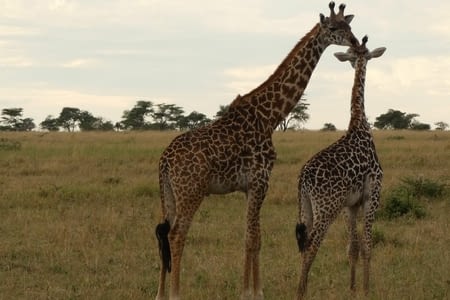Serengeti partie 2