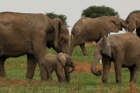 Serengeti partie 3