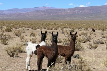 Argentine : dernière étape
