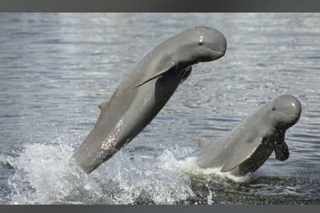 Les dauphins