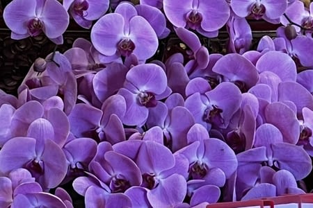 Fleurs et parc