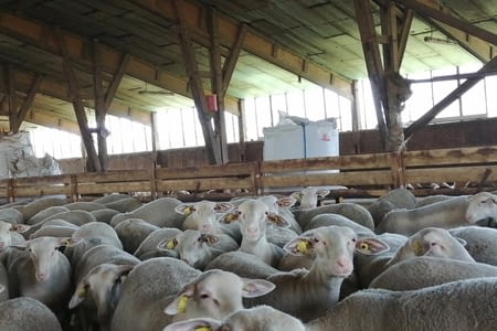 Des moutons de Haute-Loire pour l'Arménie