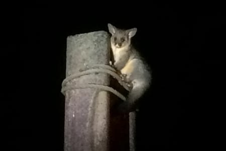 4 semaines à Pupu Rangi (1)