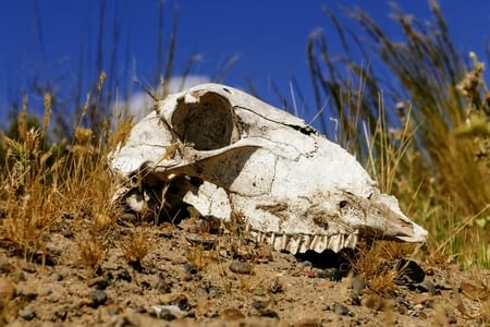 Puerto Piramides – Punta Delgada – Caleta Valdes – Puerto Madryn – Trelew