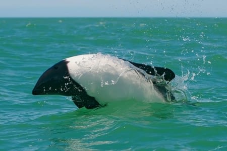 Puerto Rawson – Punta Tombo – Transfert Buenos Aires