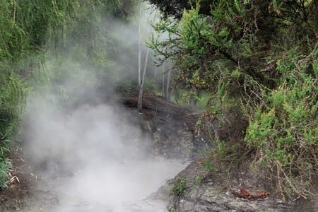 Dans les vapeurs de Rotorua