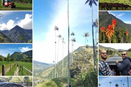 J.223 (08.08) : la vallée des palmiers géants.