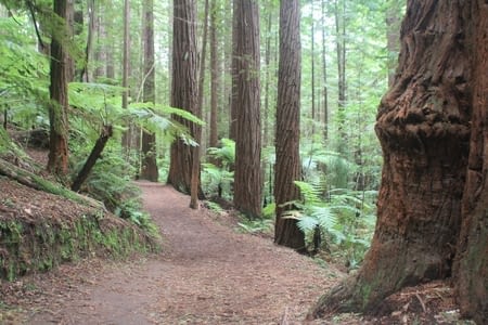 The 16 Lakes Trails: The Redwoods Whakarewarewa Forest