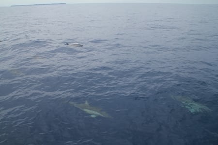 Tauranga: Dolphin encounter and Mount Maunganui