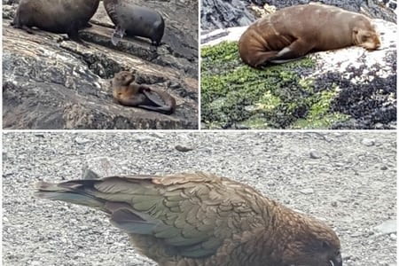 Nouvelle-Zélande - La région des fjords, Milford Sound
