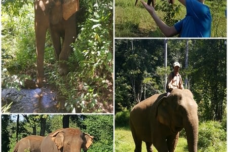 Cambodge - Mondolkiri - Éléphant Valley Project