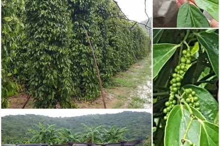 Cambodge - Kampot, les plantations de poivre