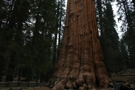 Sequoia et retour sur la côte