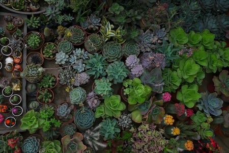 Capitulo 3 - Tropicalima