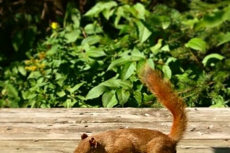 CHICOUTIMI: Parc de la Rivière-du-Moulin 